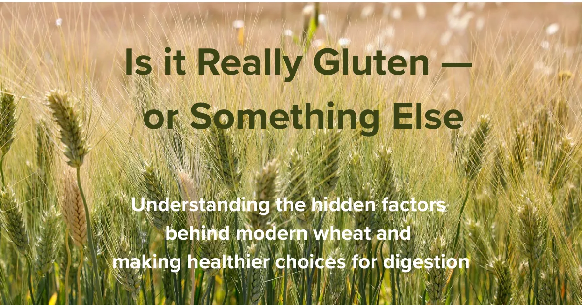 Close-up of ripe wheat stalks in a sunlit field, the grain source of gluten