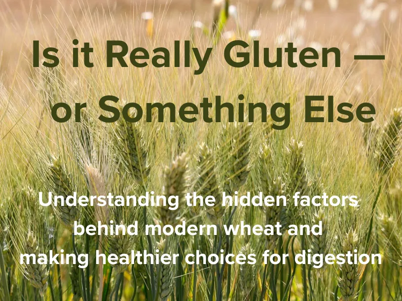 Close-up of ripe wheat stalks in a sunlit field, the grain source of gluten